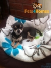 Chihuahua Kc Reg 5 Smooth Coat Puppies